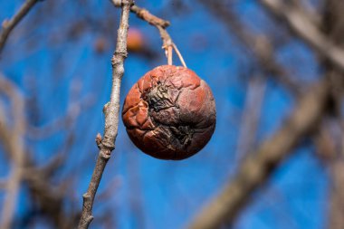 Rotten apple on a tree branch. Close-up photo