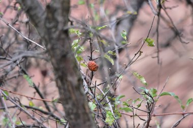 Rotten apple on a tree branch. Close-up photo