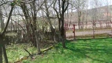 Ormandaki ağaçlar, bitki örtüsü ve doğa