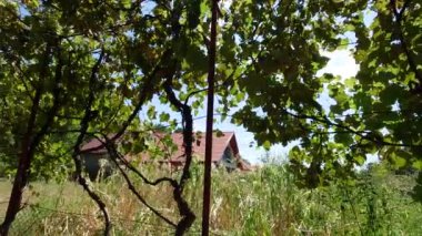 Asma çeşitliliği Izabella ya da Capsunica gerçek adı 