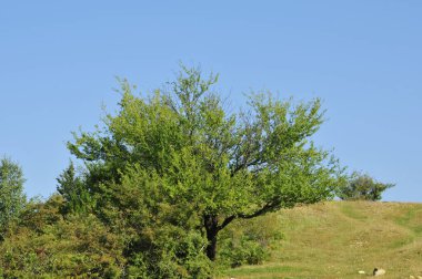 Novaci bölgesindeki manzara, Karpatlar 'ın eteğindeki cennetin bir köşesi, resmi olarak 1502' den beri onaylı, bölge çok daha eski, tarihi kalıntılar onu antik çağlara yerleştirdi..