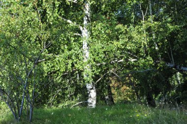Novaci bölgesindeki manzara, Karpatlar 'ın eteğindeki cennetin bir köşesi, resmi olarak 1502' den beri onaylı, bölge çok daha eski, tarihi kalıntılar onu antik çağlara yerleştirdi..