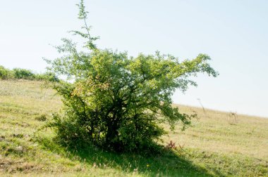 Novaci bölgesindeki manzara, Karpatlar 'ın eteğindeki cennetin bir köşesi, resmi olarak 1502' den beri onaylı, bölge çok daha eski, tarihi kalıntılar onu antik çağlara yerleştirdi..