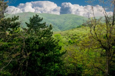 Bahar ormanında kozalaklı çam ağacı dalları. Çam kozalaklı çam dalı