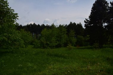 Yeşil ormanın manzarası ve dağlardaki mavi gökyüzü.