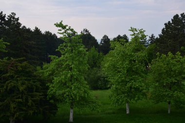 Yeşil ormanın manzarası ve dağlardaki mavi gökyüzü.