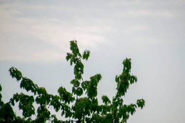 Yeşil ormanın manzarası ve dağlardaki mavi gökyüzü.