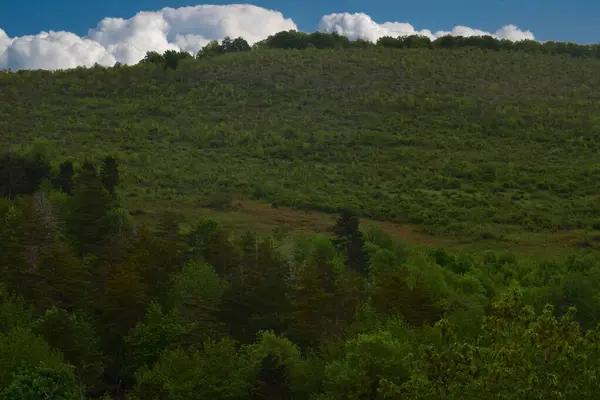 Yeşil Ormanın Manzarası Dağlardaki Mavi Gökyüzü — Stok fotoğraf
