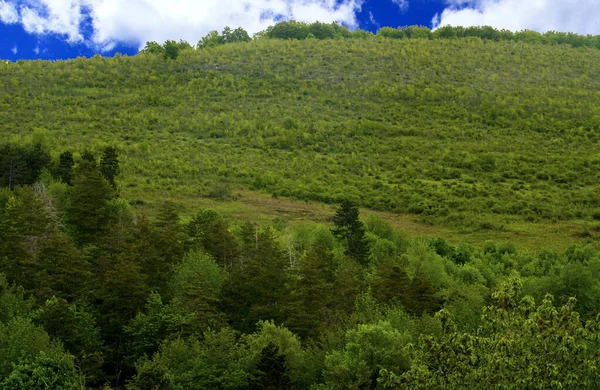 Tájkép Kilátás Zöld Erdő Kék Hegyekben — Stock Fotó