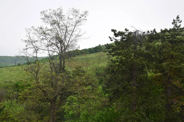 Gałęzie Sosny Szyszkami Wiosennym Lesie Gałąź Sosnowa Szyszkami — Zdjęcie stockowe