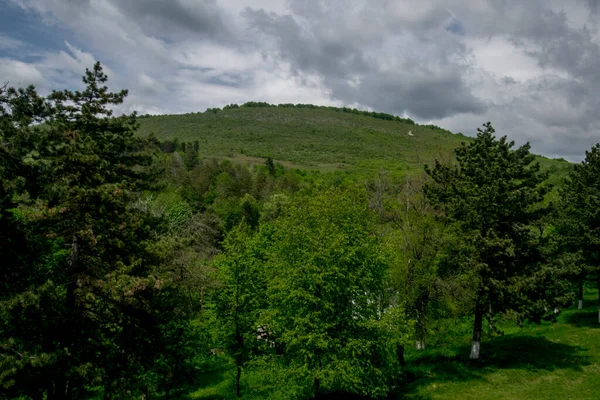 Fenyőágak Tobozokkal Tavaszi Erdőben Borovi Fenyőtobozzal — Stock Fotó