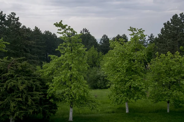 Landschaft Blick Auf Den Grünen Wald Und Blauen Himmel Den — Stockfoto
