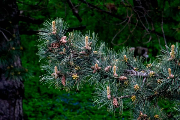 春の森の中にコーンと松の木の枝 松ぼっくり松の枝 — ストック写真