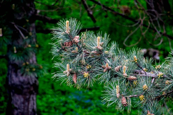 春の森の中にコーンと松の木の枝 松ぼっくり松の枝 — ストック写真