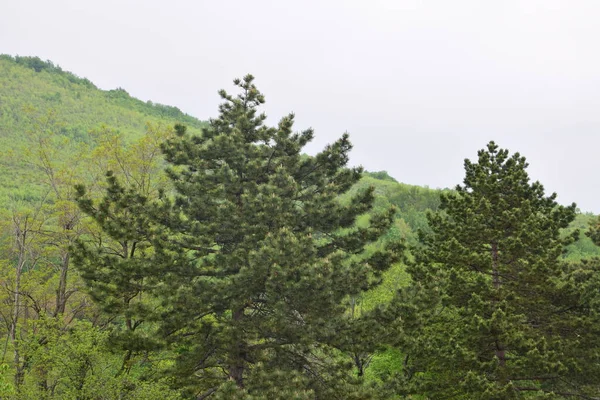 Пейзаж Вид Зеленый Лес Голубое Небо Горах — стоковое фото