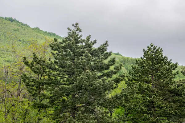 Widok Zielony Las Błękitne Niebo Górach — Zdjęcie stockowe