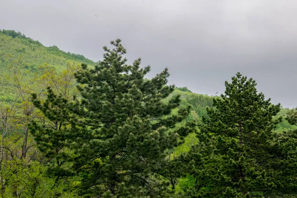 Paisaje Vista Del Bosque Verde Cielo Azul Las Montañas —  Fotos de Stock