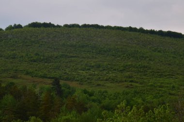 Yeşil ormanın manzarası ve dağlardaki mavi gökyüzü.