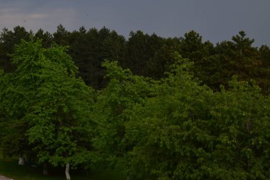 Yeşil ormanın manzarası ve dağlardaki mavi gökyüzü.