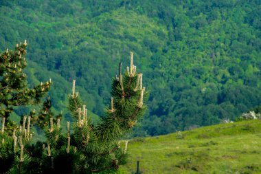 Bahar ormanında kozalaklı çam ağacı dalları. Çam kozalaklı çam dalı