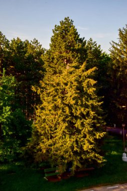 Bahar ormanında kozalaklı çam ağacı dalları. Çam kozalaklı çam dalı