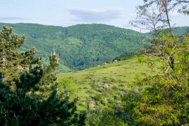 Bahar ormanında kozalaklı çam ağacı dalları. Çam kozalaklı çam dalı