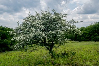 Hawthorn çayırda. Bahar manzarası. Beyaz çiçekler.