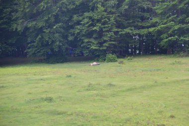 Arka planda bir araba ile ormanda çimlerin üzerinde uyumak.