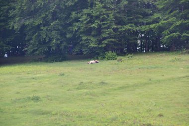 Arka planda bir araba ile ormanda çimlerin üzerinde uyumak.