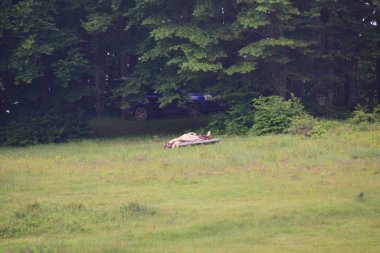 Arka planda bir araba ile ormanda çimlerin üzerinde uyumak.