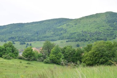 Yeşil ormanın manzarası ve dağlardaki mavi gökyüzü.