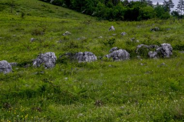 Önplanda taşlar, çimenler ve çiçekler olan dağ manzarası.
