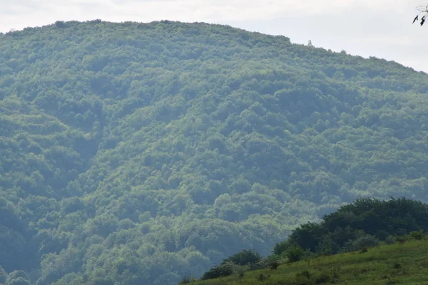 山の中の緑の森と青空の風景 — ストック写真