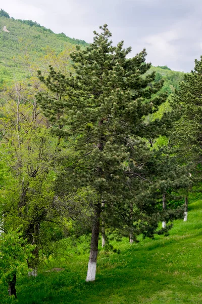 Fenyőágak Tobozokkal Tavaszi Erdőben Borovi Fenyőtobozzal — Stock Fotó