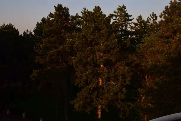 Borovicové Větve Kužely Jarním Lese Borovicová Větev Borovými Kužely — Stock fotografie