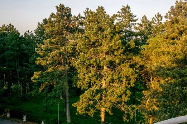 Fyrretræsgrene Med Kogler Forårsskoven Fyrretræsgren Med Kogler - Stock-foto