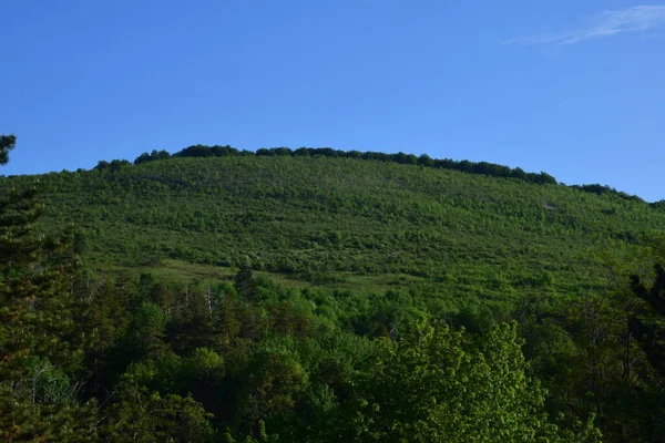 Vedere Peisagistică Pădurii Verzi Cerului Albastru Munți — Fotografie, imagine de stoc