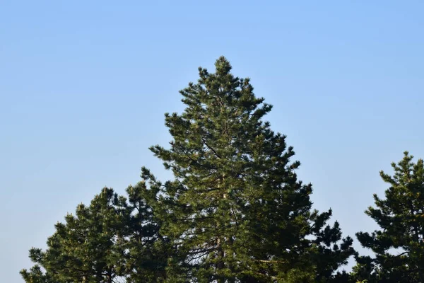 stock image Pine tree branches with cones in spring forest. Pine branch with pine cones