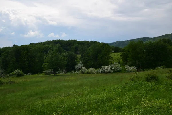 Landschaft Blick Auf Den Grünen Wald Und Blauen Himmel Den — Stockfoto
