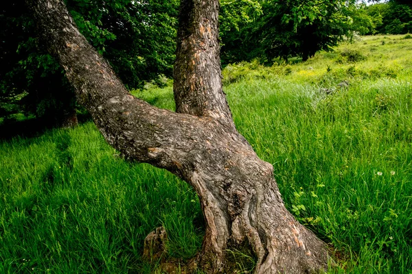 Yazın yeşil çayırda eski bir ağaç gövdesi. Ayarlanmış.