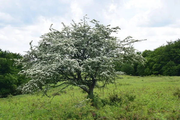 Weißdorn Auf Der Wiese Frühlingslandschaft Weiße Blüten — Stockfoto