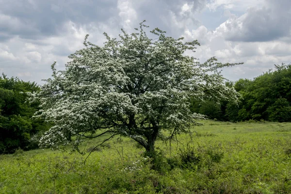 Хоторн Лугу Весенний Пейзаж Белые Цветы — стоковое фото