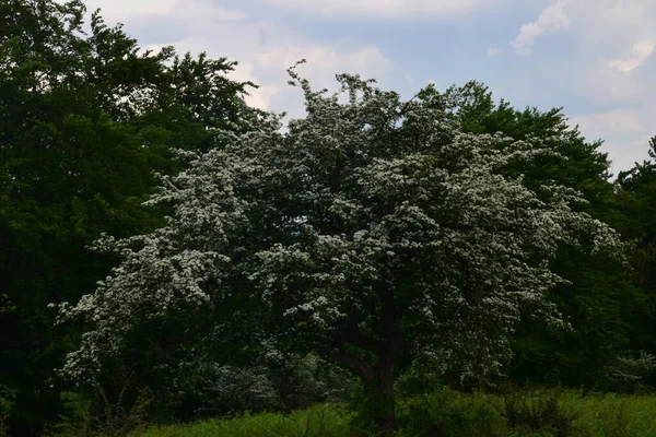 Hawthorn Łące Wiosenny Krajobraz Białe Kwiaty — Zdjęcie stockowe