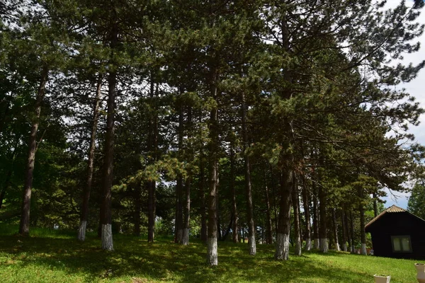 Casa Madeira Uma Floresta Pinheiros Nas Montanhas Cárpatas Representando Museu — Fotografia de Stock