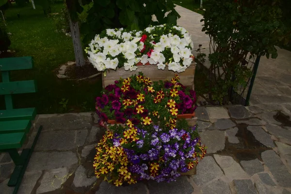Virágok Egy Cserépben Virágbolt Bejáratánál — Stock Fotó