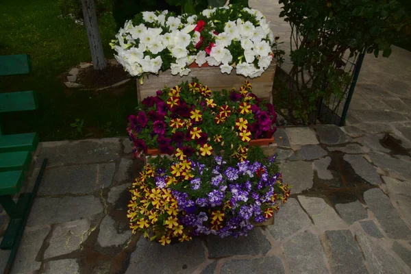 Квіти Горщику Біля Входу Квітковий Магазин — стокове фото
