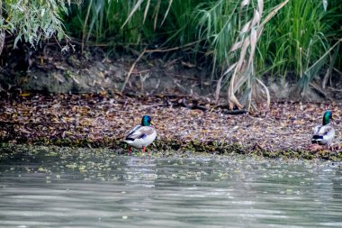 Tuna Deltası, Dobrogea 'da bulunan ve Romanya' da ulusal bir biyosfer rezervi olarak sınıflandırılan akışkan yatakları üzerine kurulmuş ıslak bir bölgesel yardım türüdür..