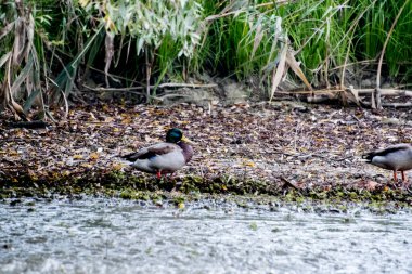Tuna Deltası, Dobrogea 'da bulunan ve Romanya' da ulusal bir biyosfer rezervi olarak sınıflandırılan akışkan yatakları üzerine kurulmuş ıslak bir bölgesel yardım türüdür..