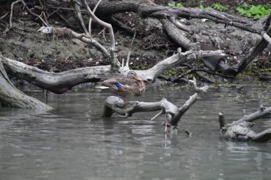 Tuna Deltası, Dobrogea 'da bulunan ve Romanya' da ulusal bir biyosfer rezervi olarak sınıflandırılan akışkan yatakları üzerine kurulmuş ıslak bir bölgesel yardım türüdür..