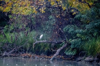 Tuna Deltası, Dobrogea 'da bulunan ve Romanya' da ulusal bir biyosfer rezervi olarak sınıflandırılan akışkan yatakları üzerine kurulmuş ıslak bir bölgesel yardım türüdür..